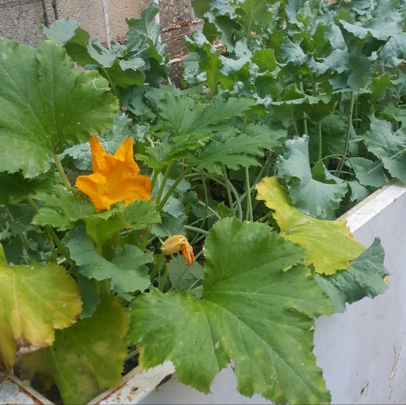 Meet your Posher, Qamar - Picture 2 of 3